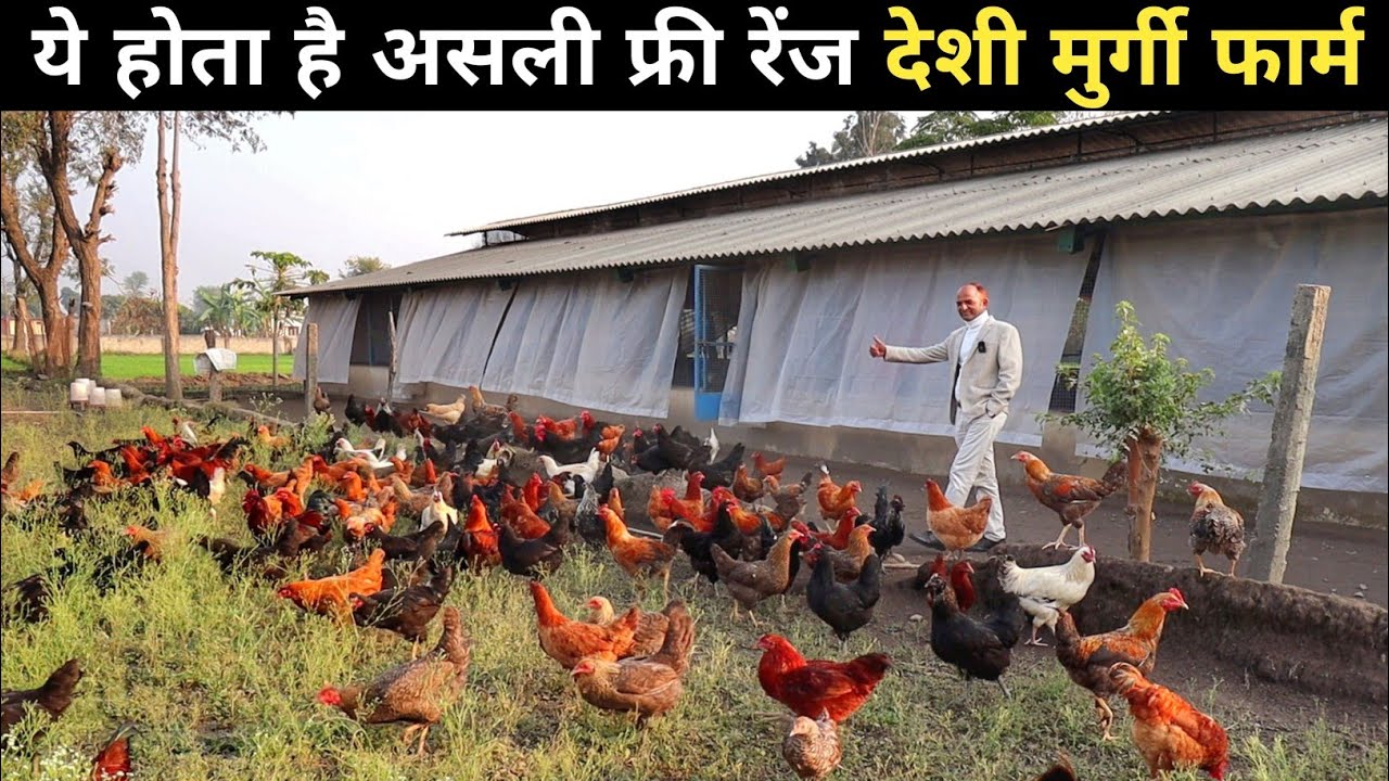 वकील साहब का Free Range Desi Poultry Farm। Free Range Chicken Farming | Desi Poultry Farm Tour