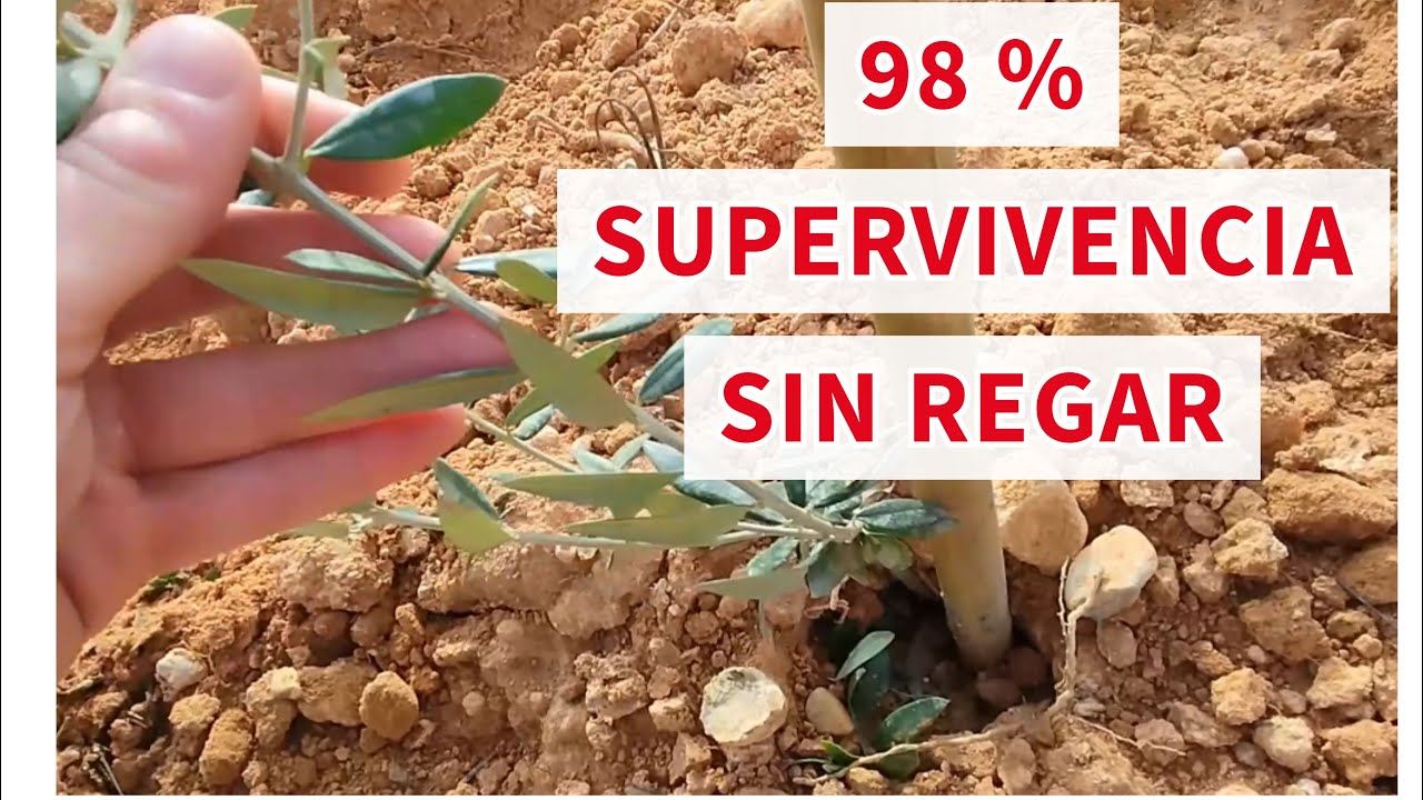 🌳💦Supervivencia SIN REGAR plantón olivo secano