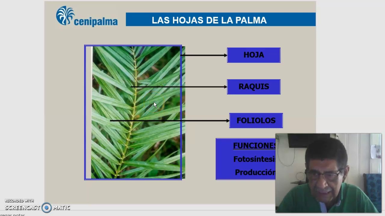 MORFOLOGIA DE LA PALMA DE ACEITE