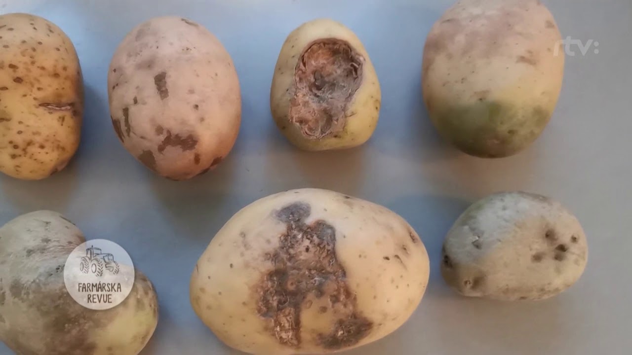 Neskorý zber a kvalita zemiakov