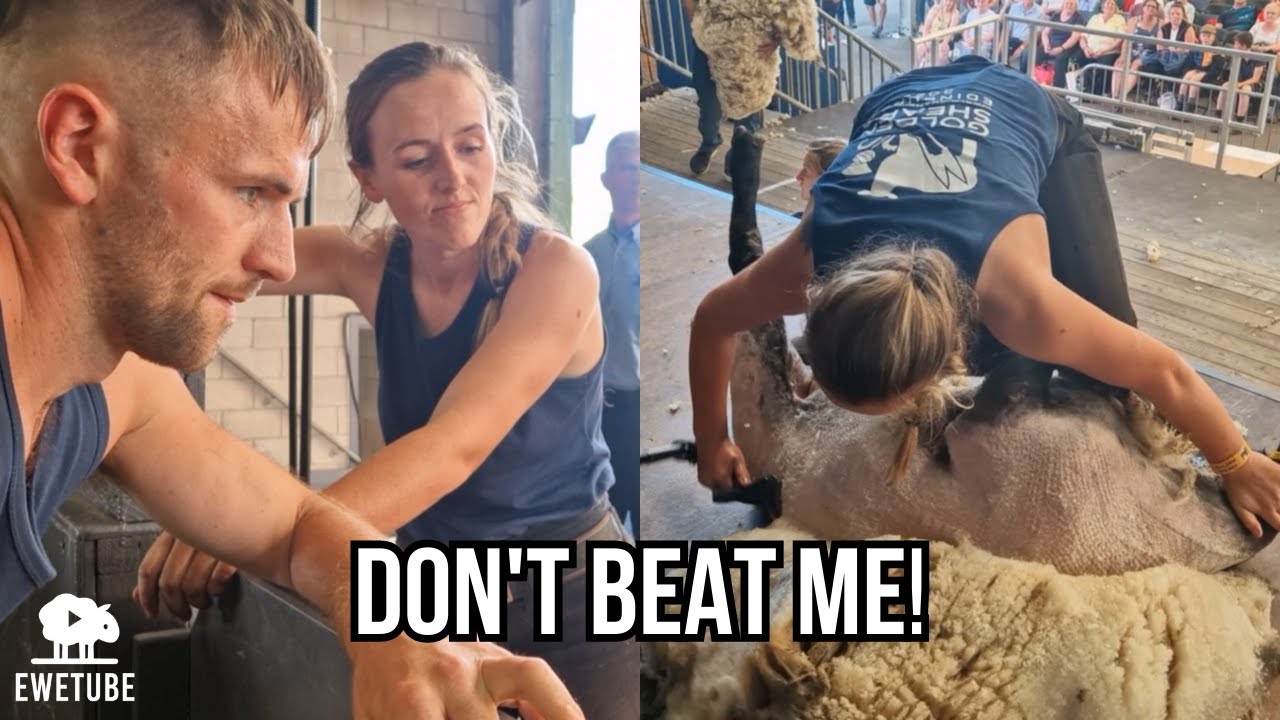 SIBLINGS COMPETE AT THE WORLD SHEARING CHAMPS!