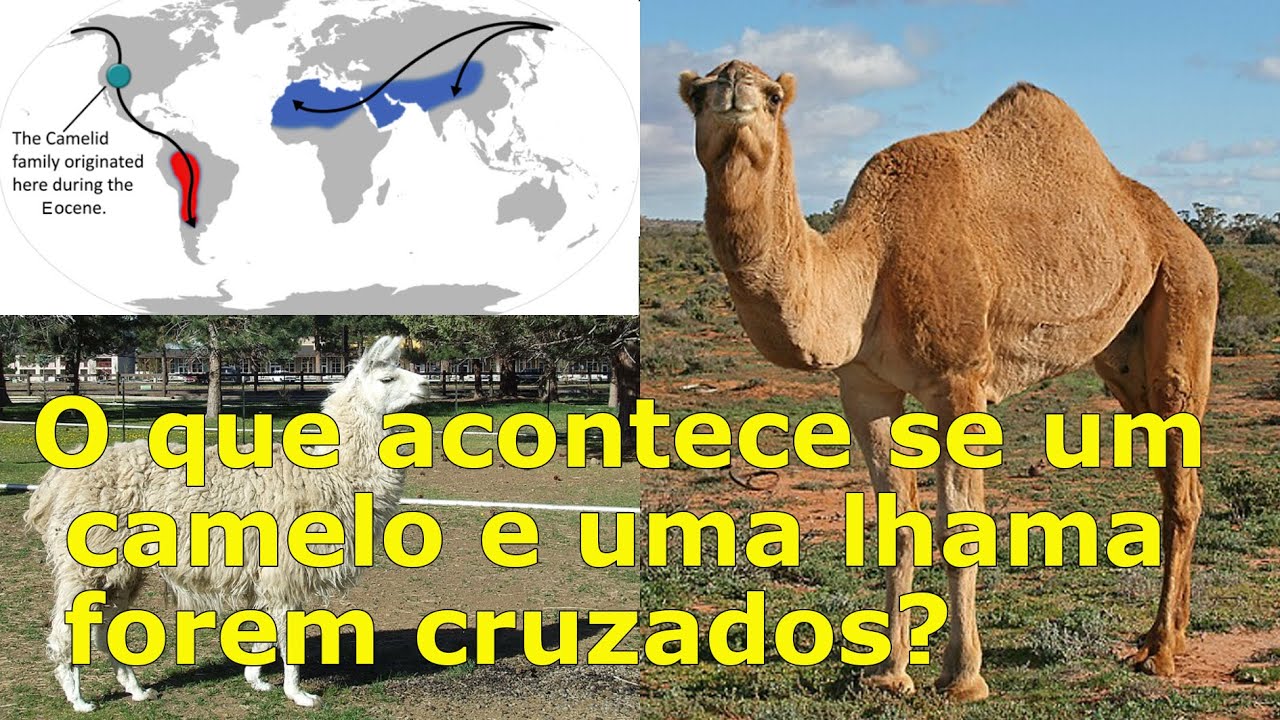 Cama: o híbrido entre camelo e lhama que desafia a natureza