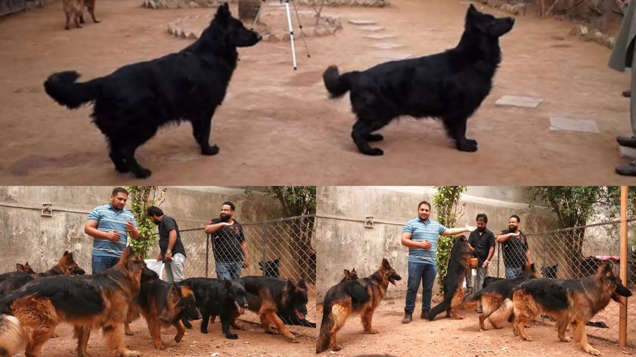 Free Range 25 Biggest German Shepherd Dog Kannel In Punjab - @HSN Entertainment
