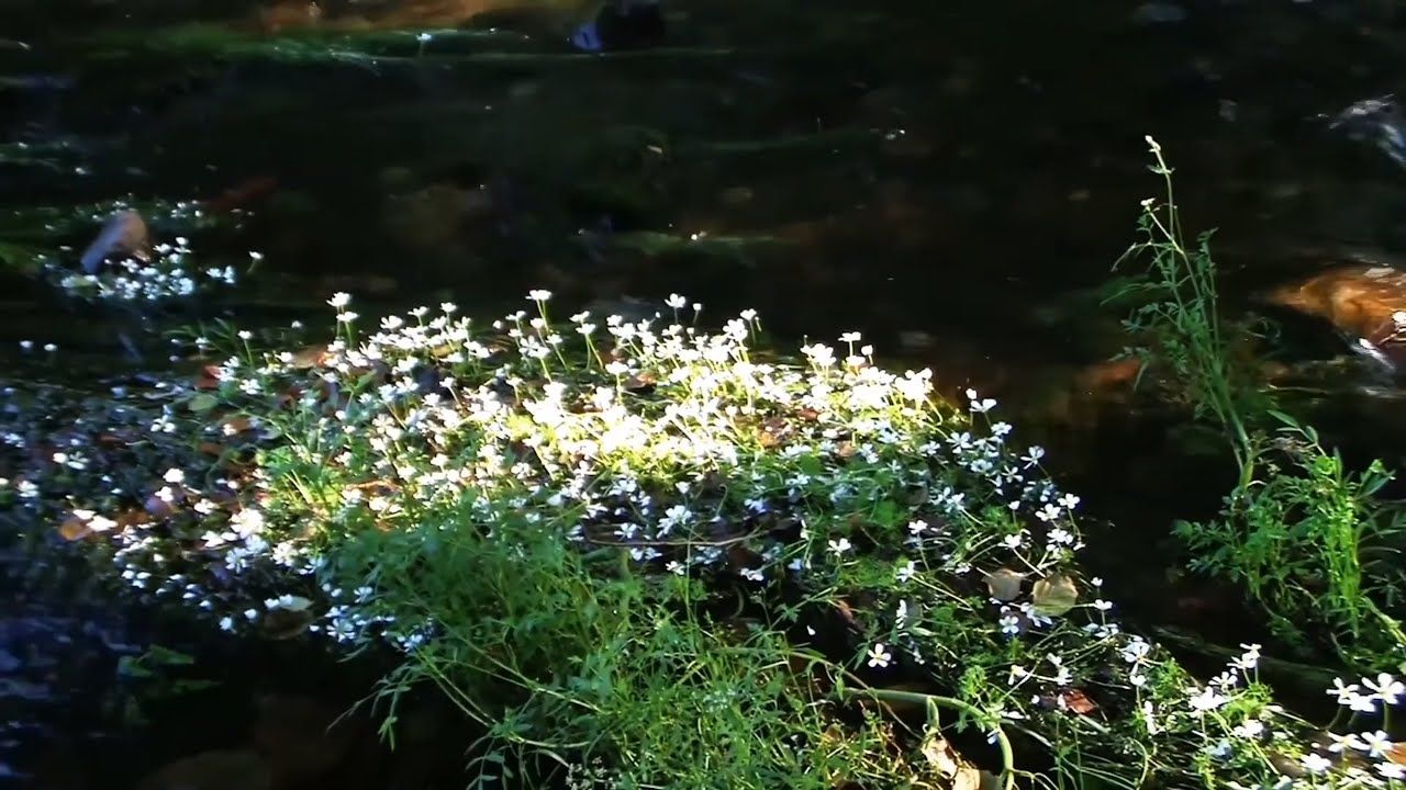 Erik Satie y el Río Meruelo