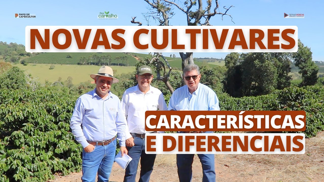 Novas cultivares de café, características e diferenciais