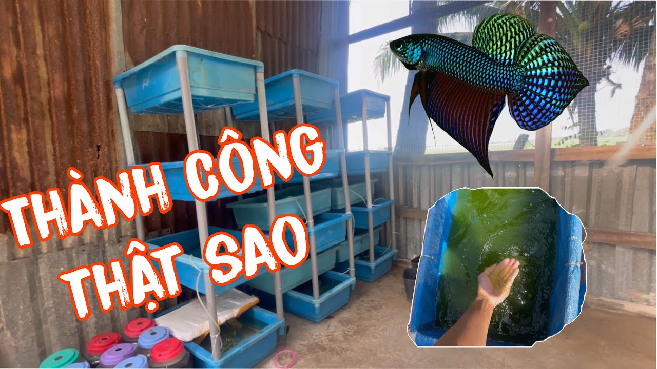 Thêm Thành Viên Cho Hồ “ Chiến Binh” Mahachai Và Cho Bầy Lia Thia 2 Ngày Tuổi Ra Hồ Lớn Hơn