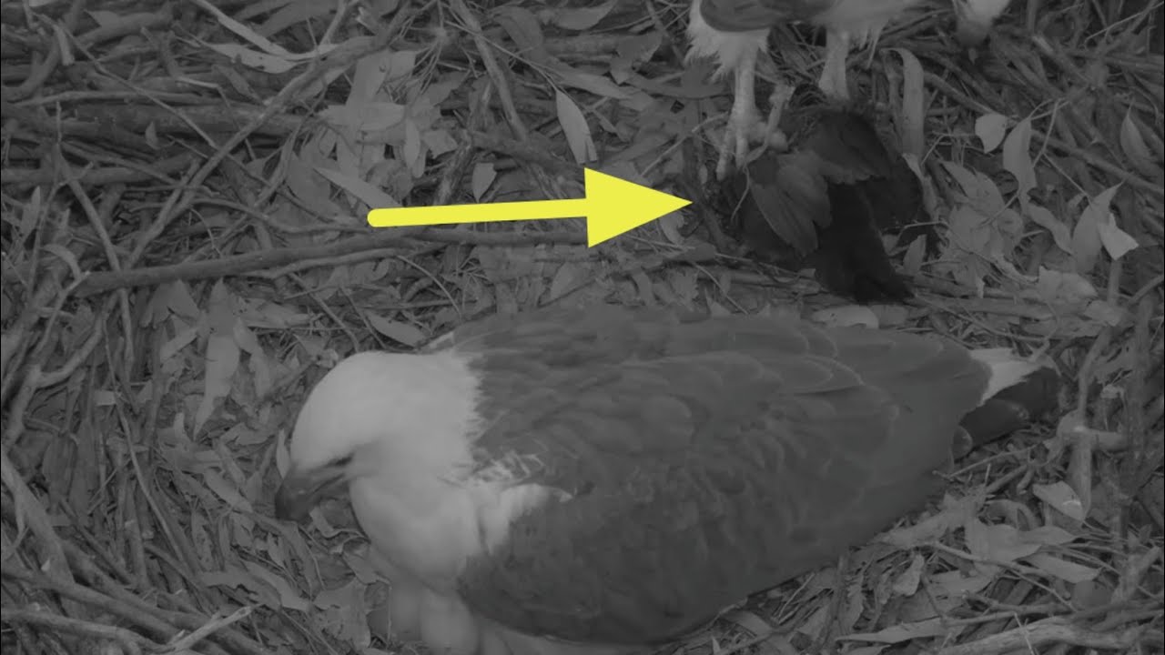 Live bird escaped from the nest | Sea-EagleCAM | Aug 17, 2025