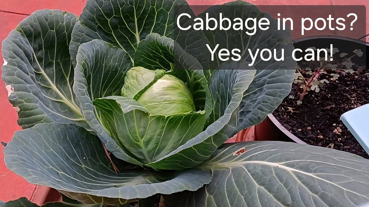Growing cabbage in container on a patio #growyourownfood #smallspacegardening 