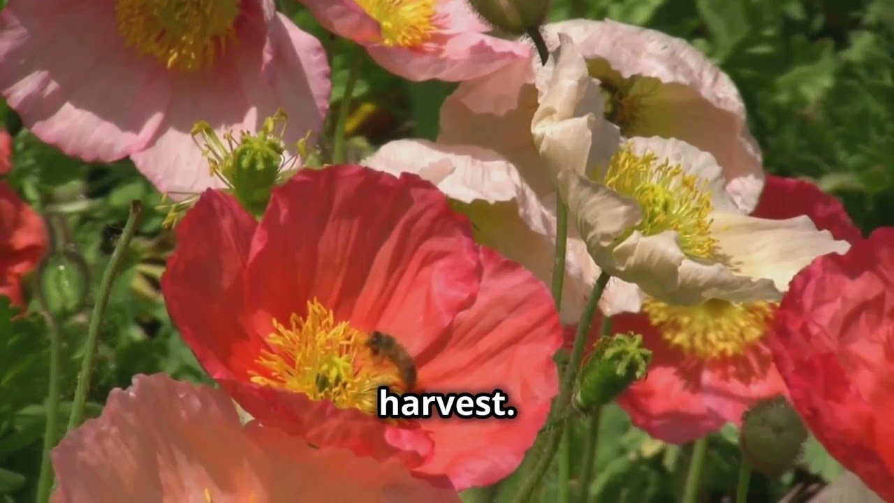 Companion Planting Guide: Plan Your Garden for Success