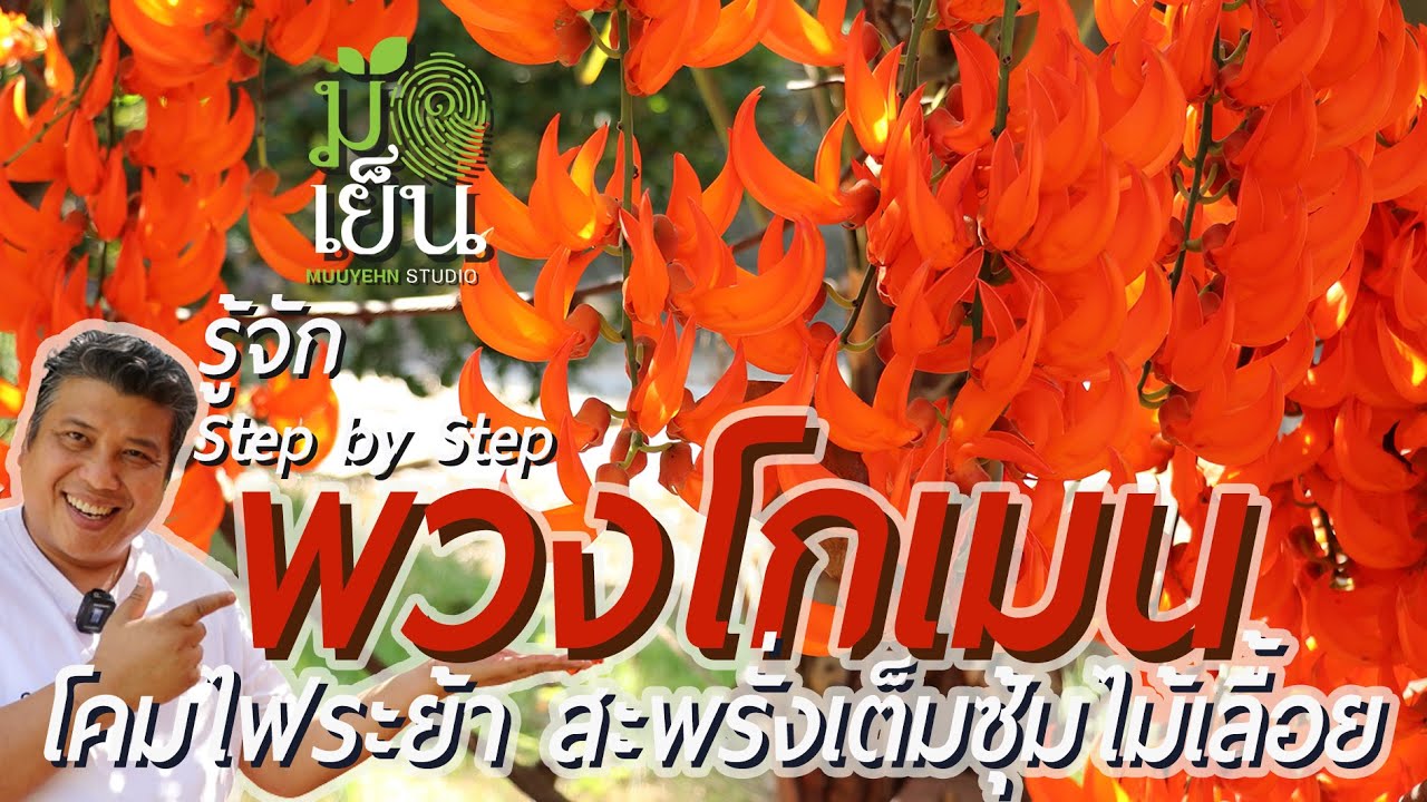 พวงโกเมน โคมไฟระย้า สะพรั่งเต็มซุ้มไม้เลื้อย New-Guinea Creeper
