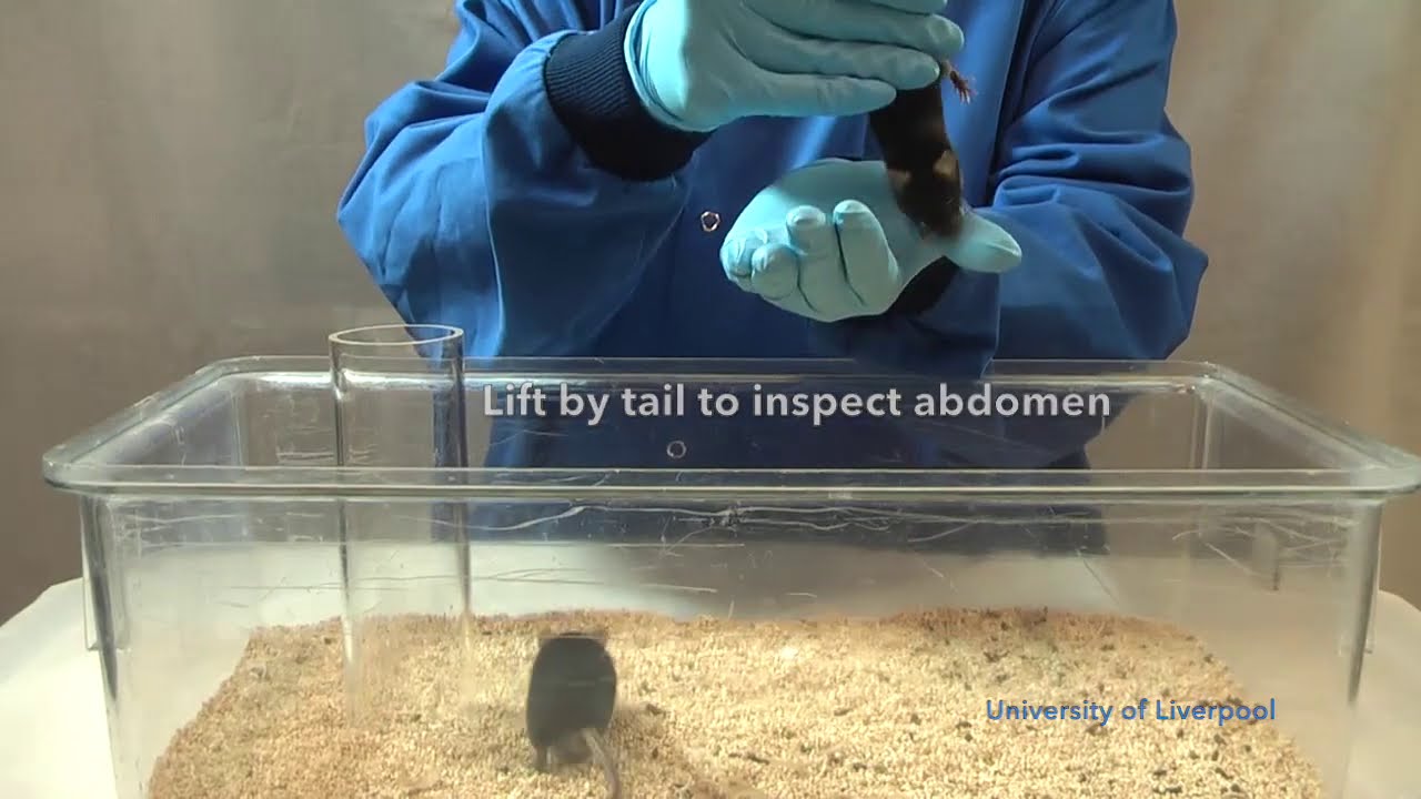 Mouse Tunnel Handling - Jane Hurst