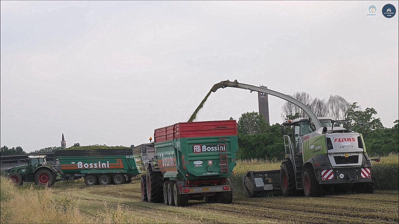 Claas Jaguar 980 (497) + Domai MPD 611 - Gavazzoni S.R.L. - Trinciatura triticale 2023