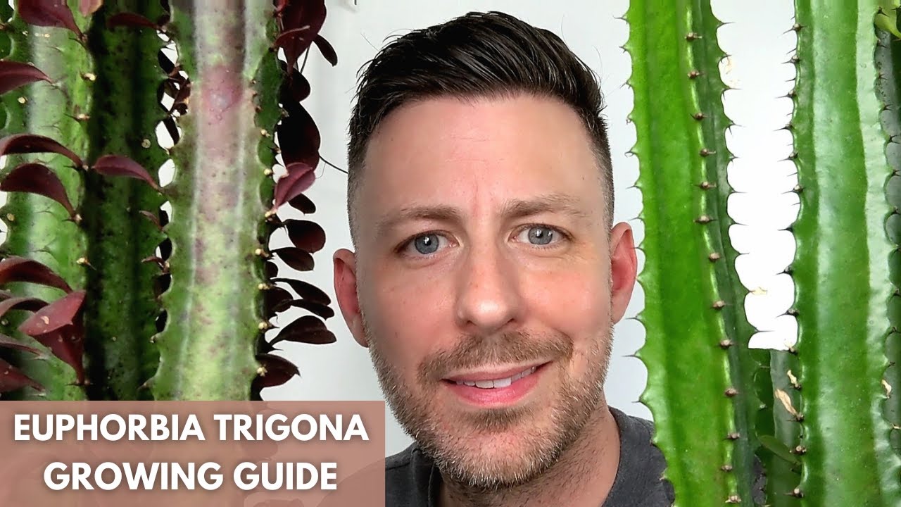 Руководство по уходу и советы по выращиванию молочая треугольного (Euphorbia Trigona)