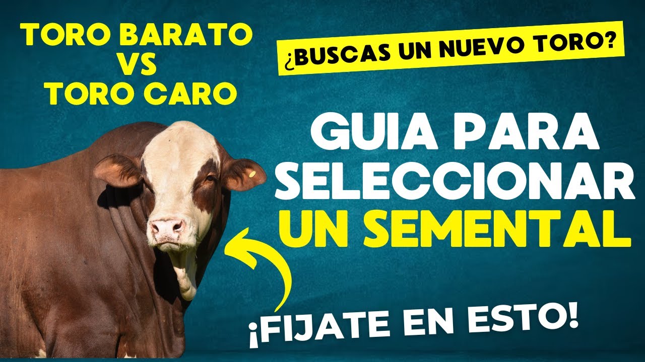 🐂 &iquest;C&Oacute;MO ELEGIR EL MEJOR SEMENTAL? 🐂 | ✅GU&Iacute;A PR&Aacute;CTICA PASO A PASO 🔥 | &iexcl;NO COMETAS ESTOS ERRORES! ❌🐂
