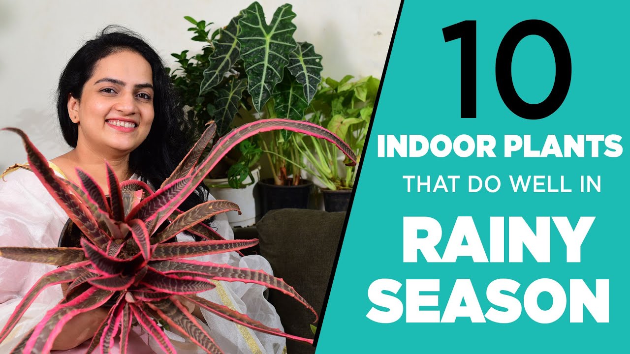 10 indoor plants that love the rainy season | Monsoon plants | Humidity loving plants