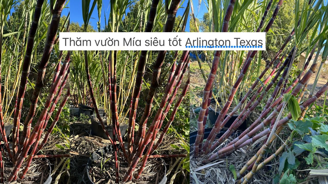 Thăm vườn Mía siêu tốt Arlington Texas  ❤️🥰🍑🌴# 684