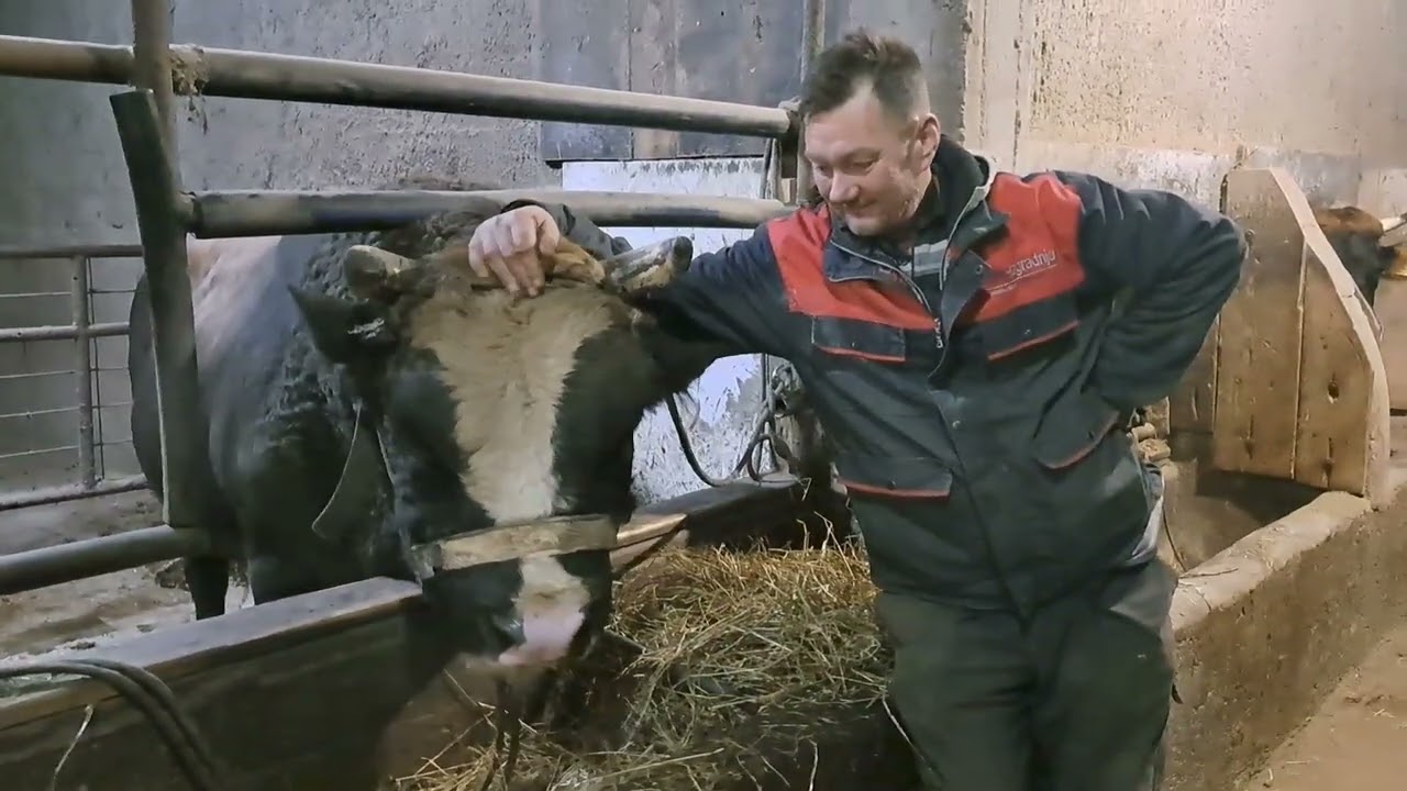 Bikovi bodači Benita Brajkovića