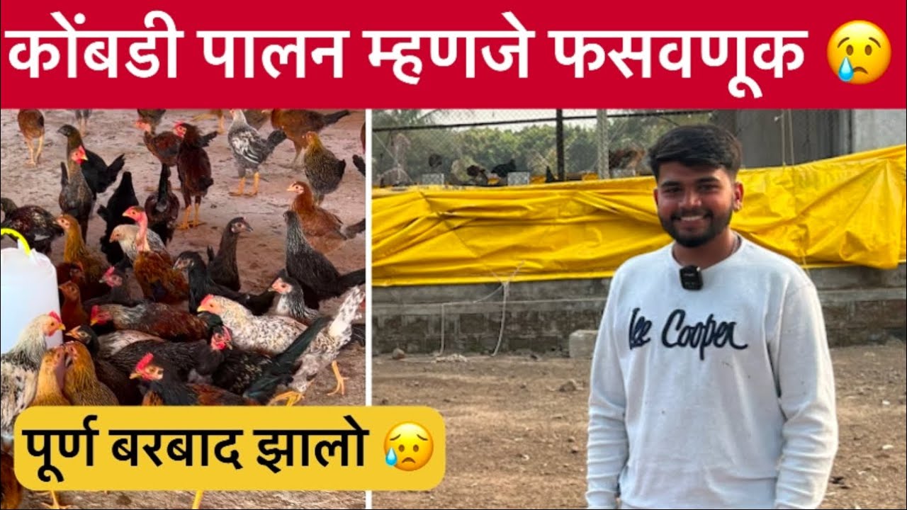 कुकुटपालन म्हणजे नुसती फसवणूक 😢कोणीही ह्या धंद्यात पडू नका #dwitfarm