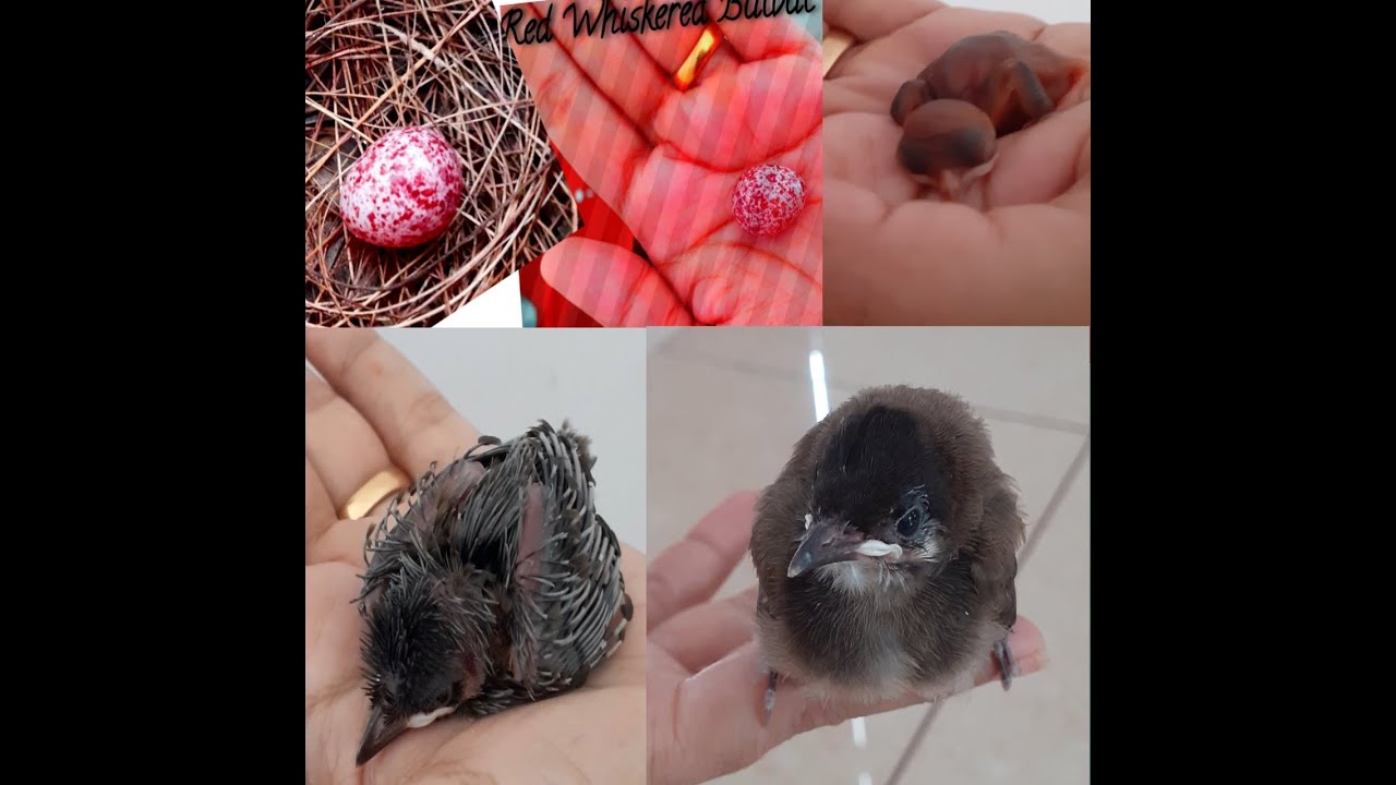 A documentary on Red Whiskered Bulbul bird