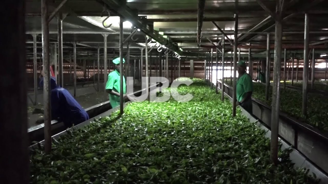Production of Tea leaves to increase to 17 million| 2nd March 2020
