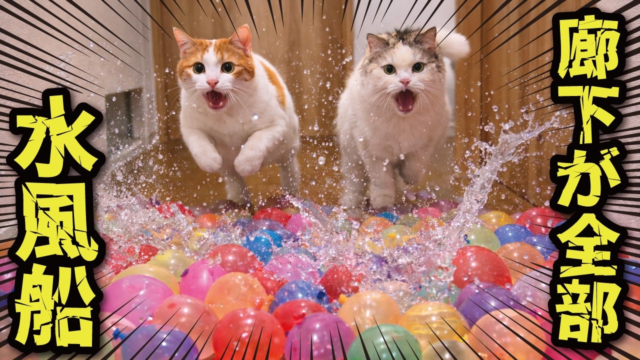 廊下の水風船を破壊しながら突撃する猫たち