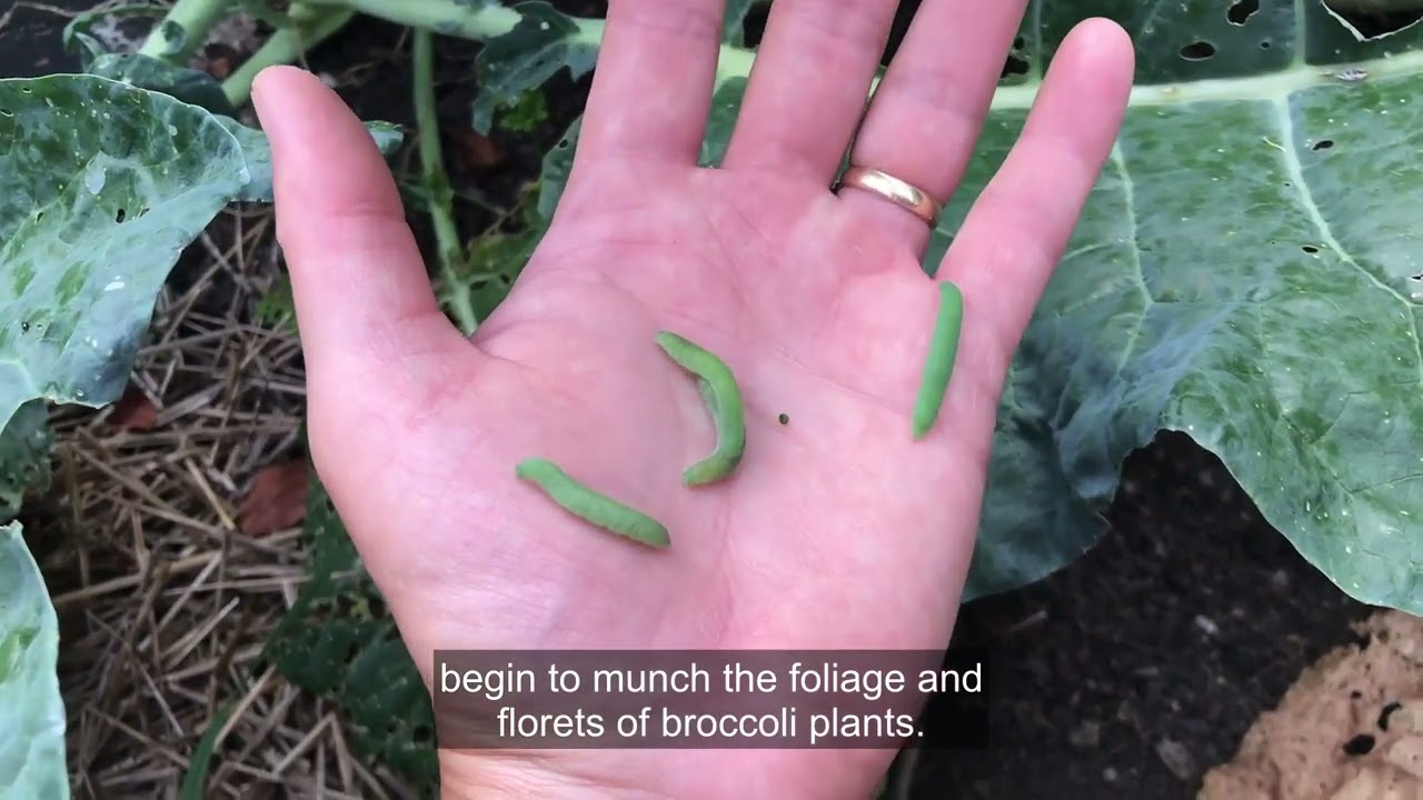 Bugs in Broccoli? Here's What to Do About It