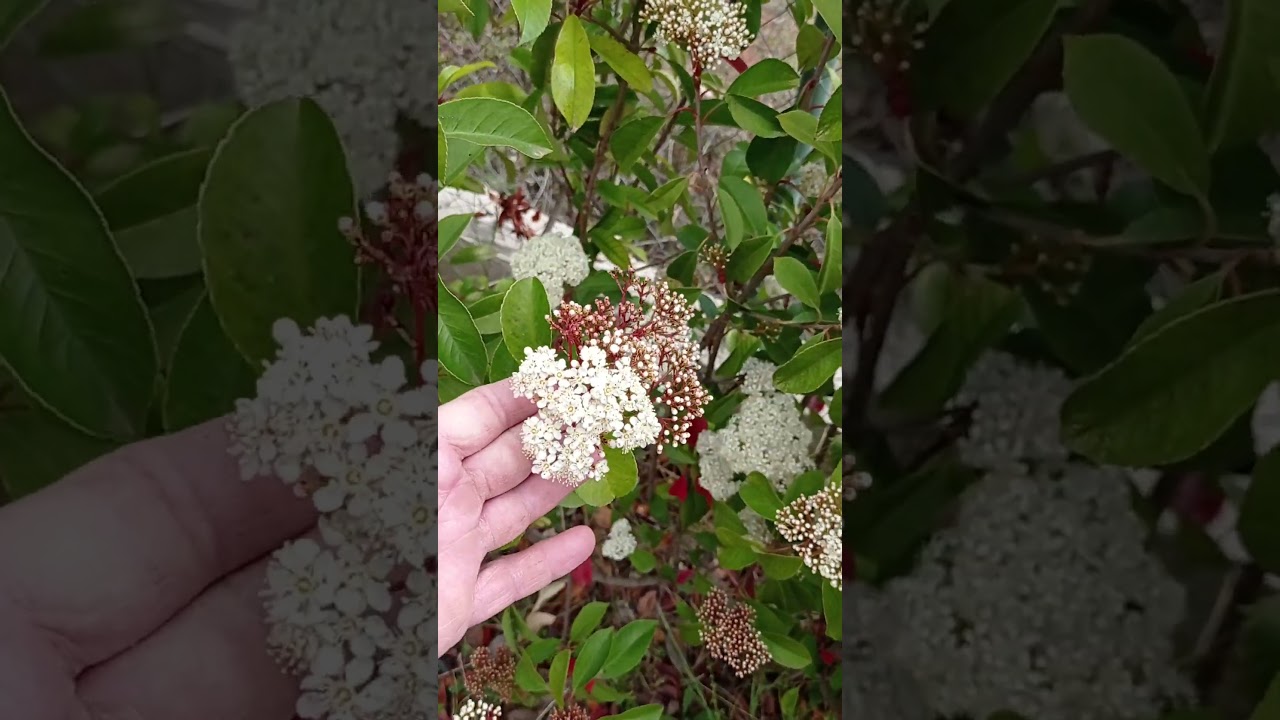 Floraci&oacute;n de la FOTINIA.  Seto de ocultaci&oacute;n. #plantas #naturaleza