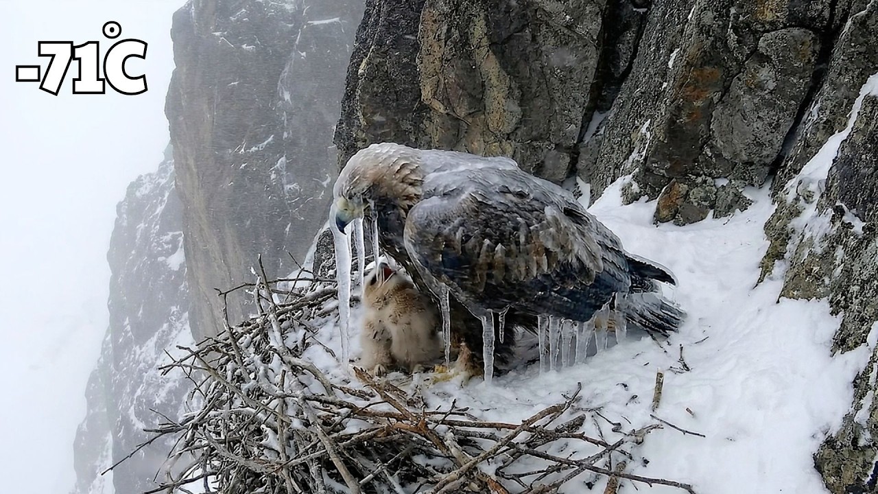 A 93-Year-Old Woman Rescues a Frozen Mother Eagle & Her Chick — Then a Surprise Happened at Her Door