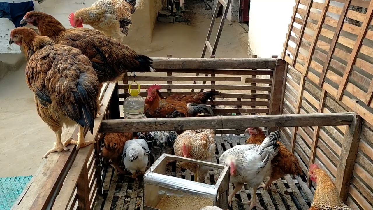 डिंकर साफ किया, पानी बदला और मुर्गियों को मिला ताज़ा दाना #chicken #video #funny 