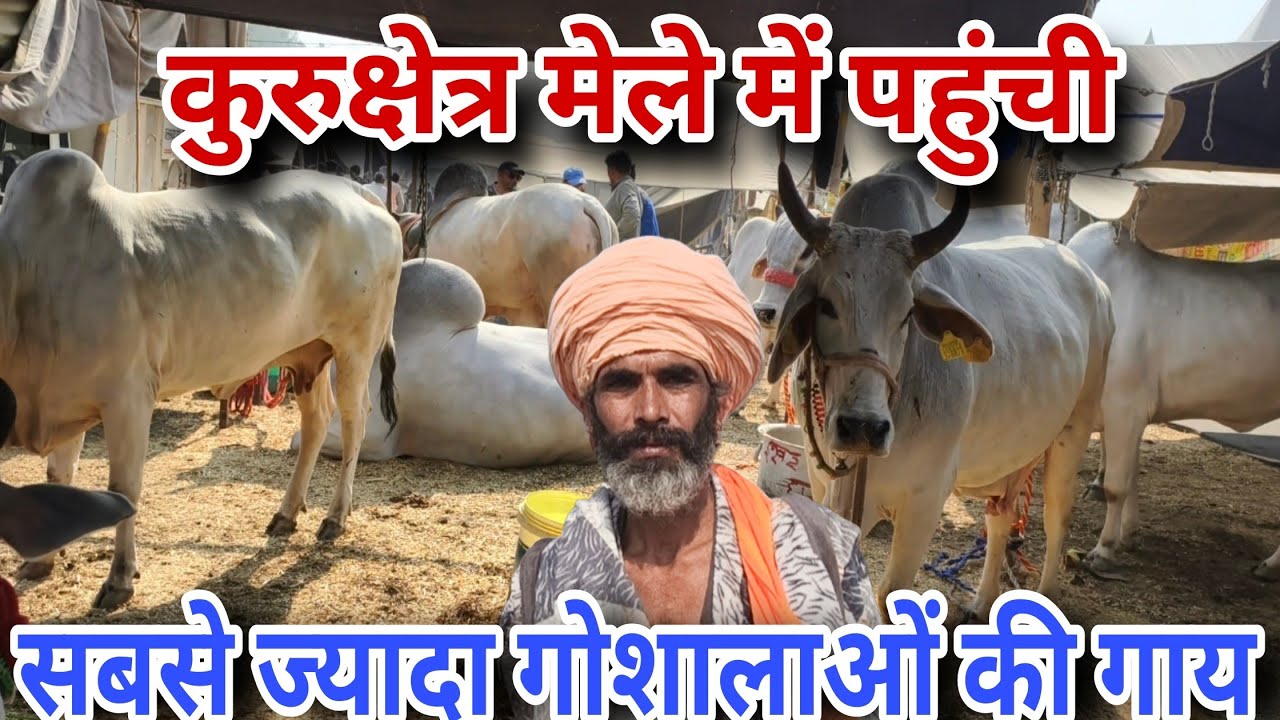 कुरुक्षेत्र पशु मेले में ज्यादातर गोशालाओं से पहुंची गाय भैंस और सांड की सबसे बेहतर नश्ल।