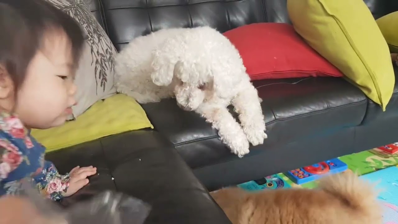 Raising baby and dogs together 16/10/20 sharing food.