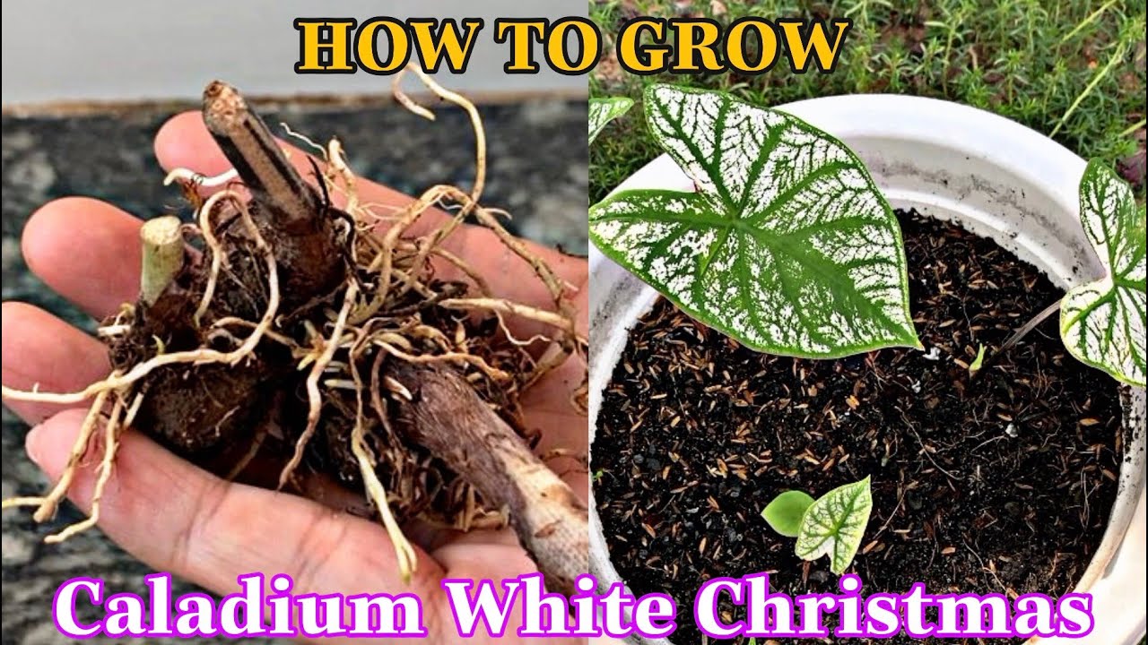 How to Propagate and Care White Christmas Caladium Plant
