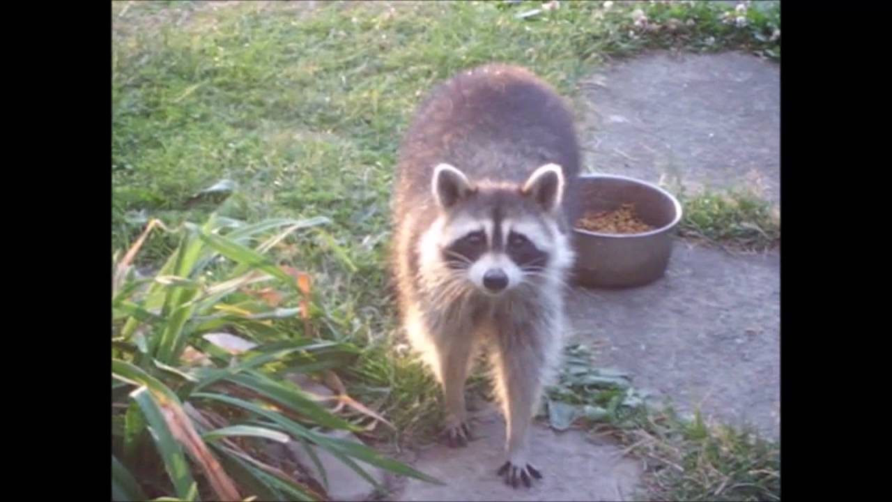 Raccoon Times