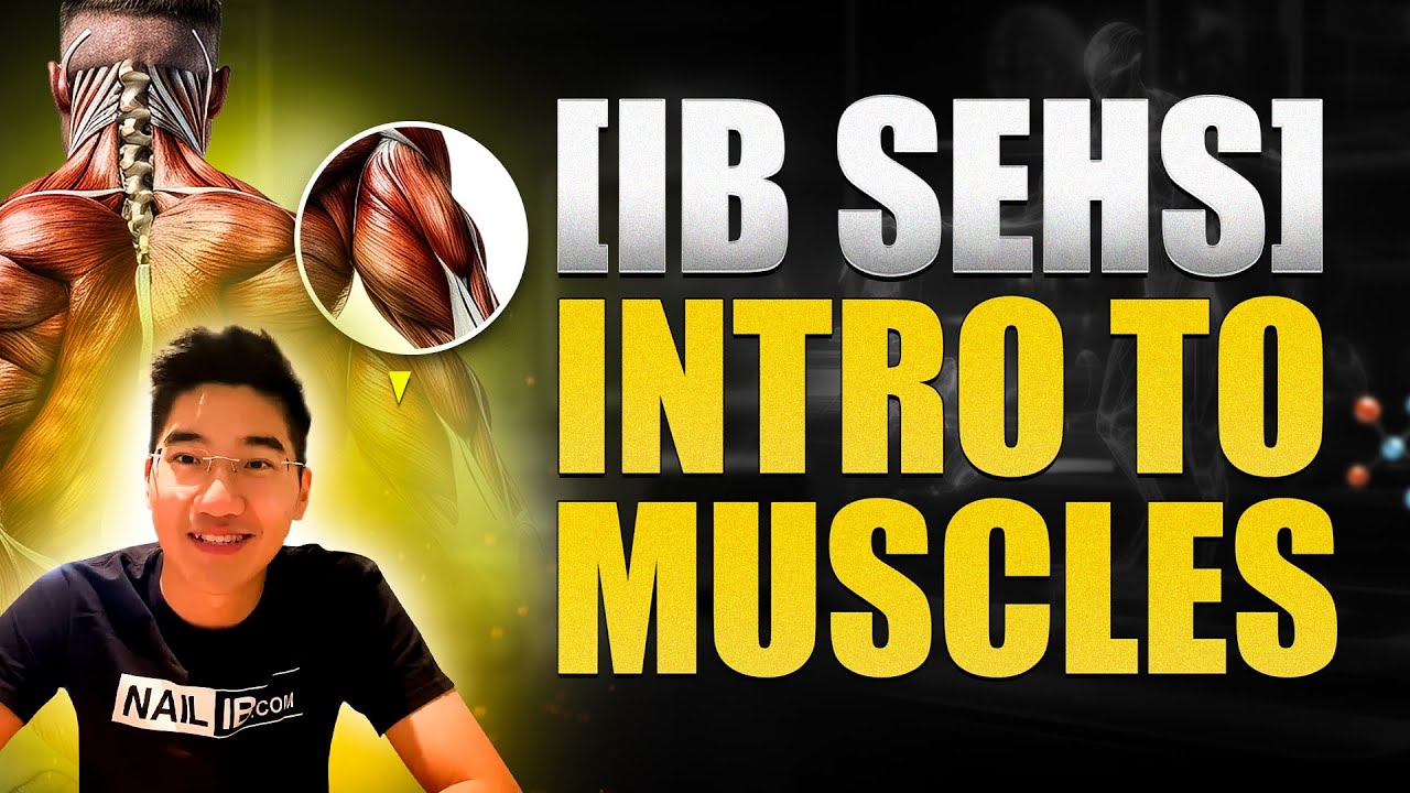 [IB SEHS] Intro To Muscles 💪