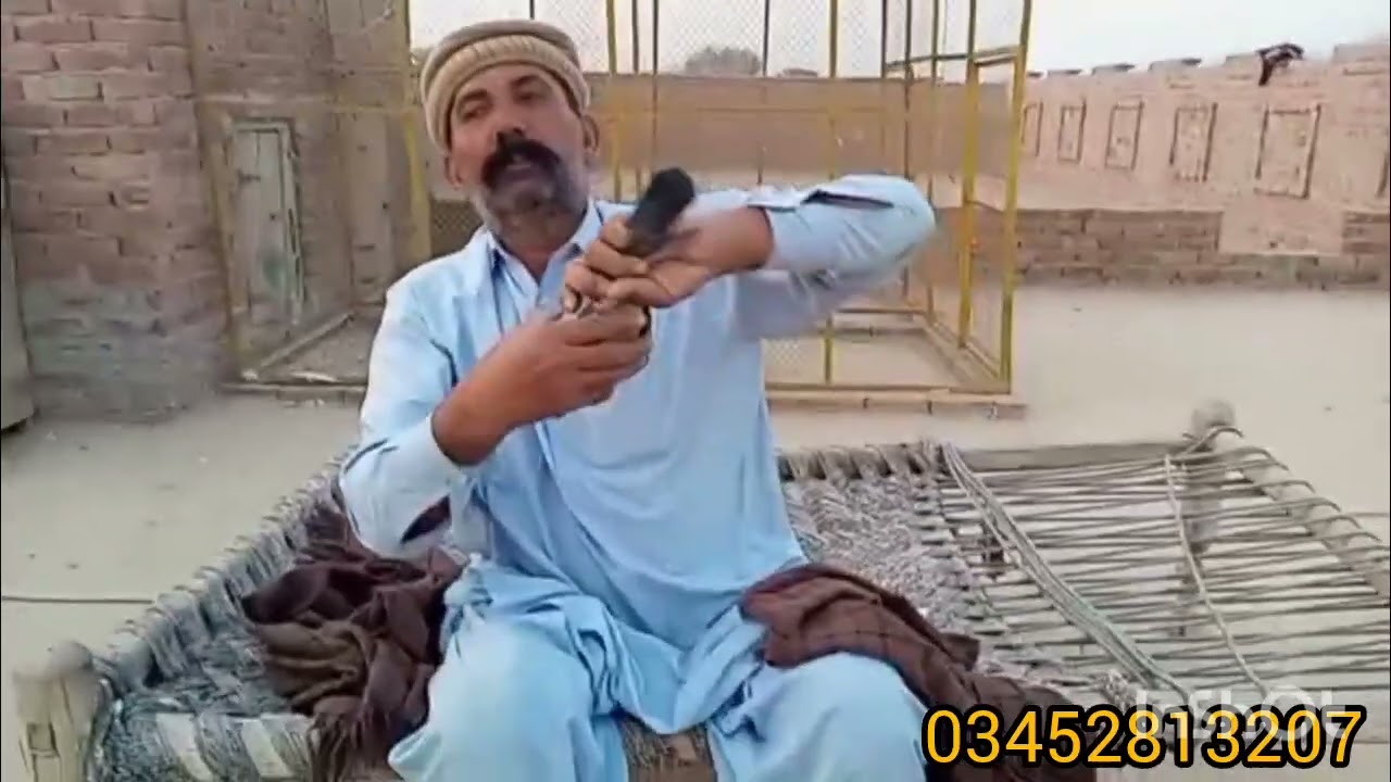 دو عدد نیلی مادیوں کا شوق کریں چڑیل بریڈ میں سے 