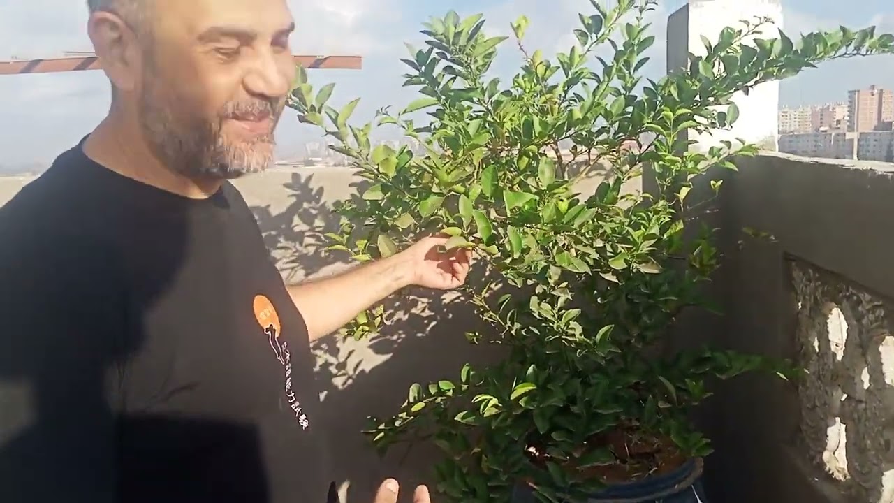 بسم الله ما شاء الله تبارك الله شجره ام الفواكه 01282809229