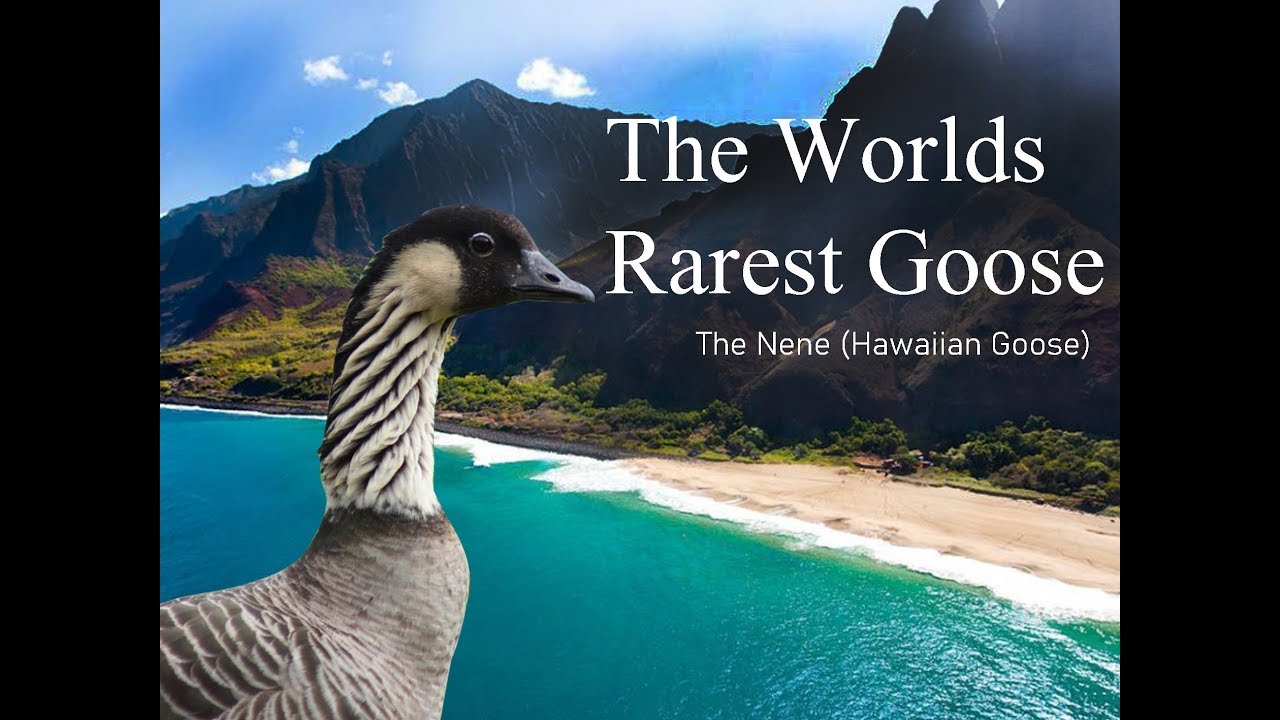 The rise and fall, and rise again of The World's Rarest Goose (The Nene)