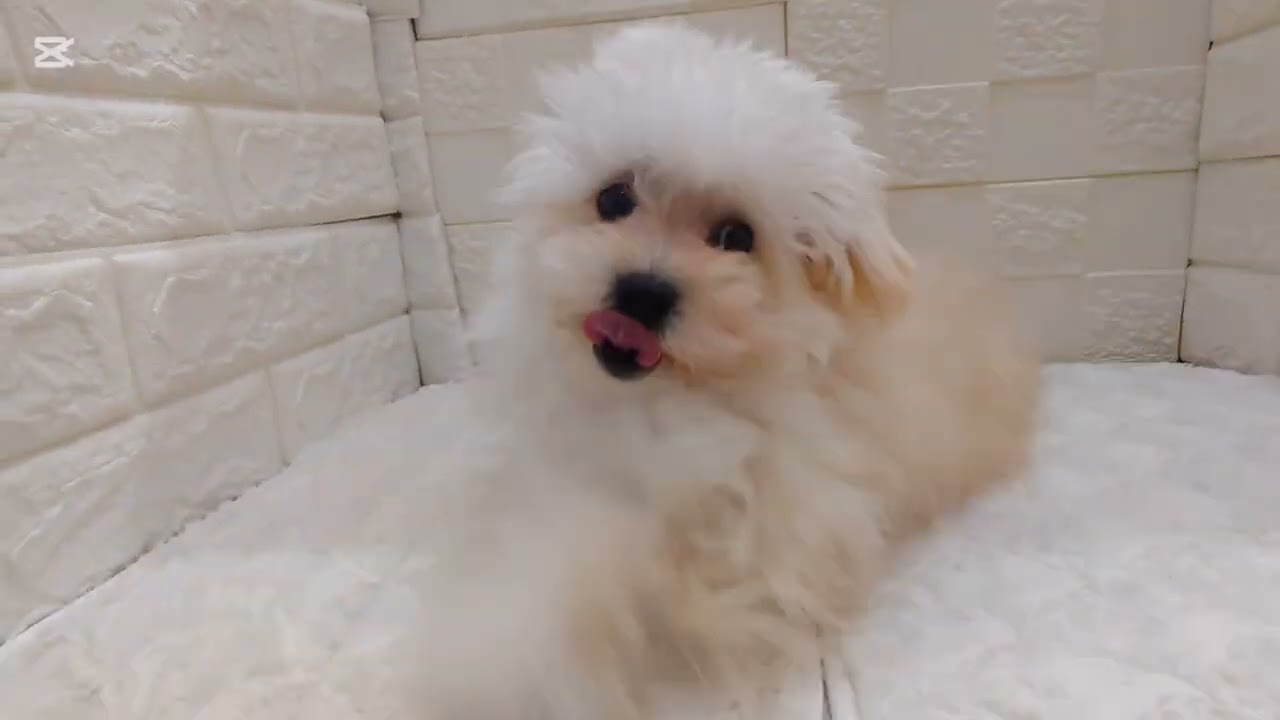 No 196004　ティーマル♂　ペットショップ犬の家猫の里アミーゴ神の倉