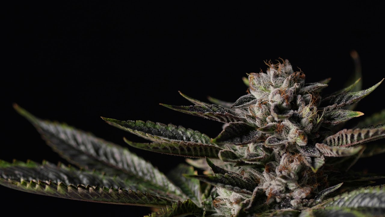 weed plant top bud macro dolly on black HW5Y4CP