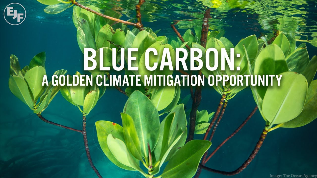 An EJF Film: Blue carbon: a golden climate mitigation opportunity