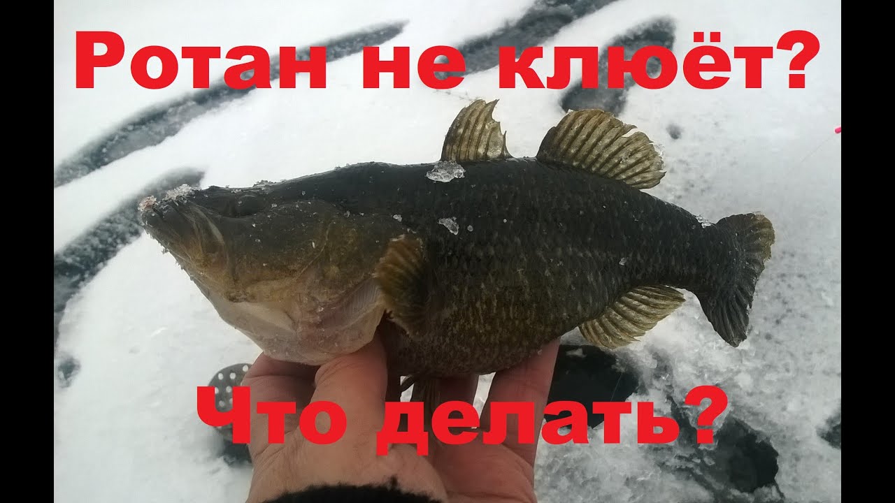 Ротан. Не первый лед. Как ловить.