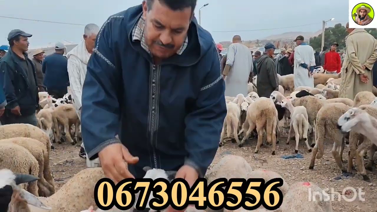 مباشرة من سوق الاحد البروج بني مسكين اقليم سطات أجيو 3/8/2025تفرجومعايا في الأثمنة بتاري🇲🇦🤲🥰