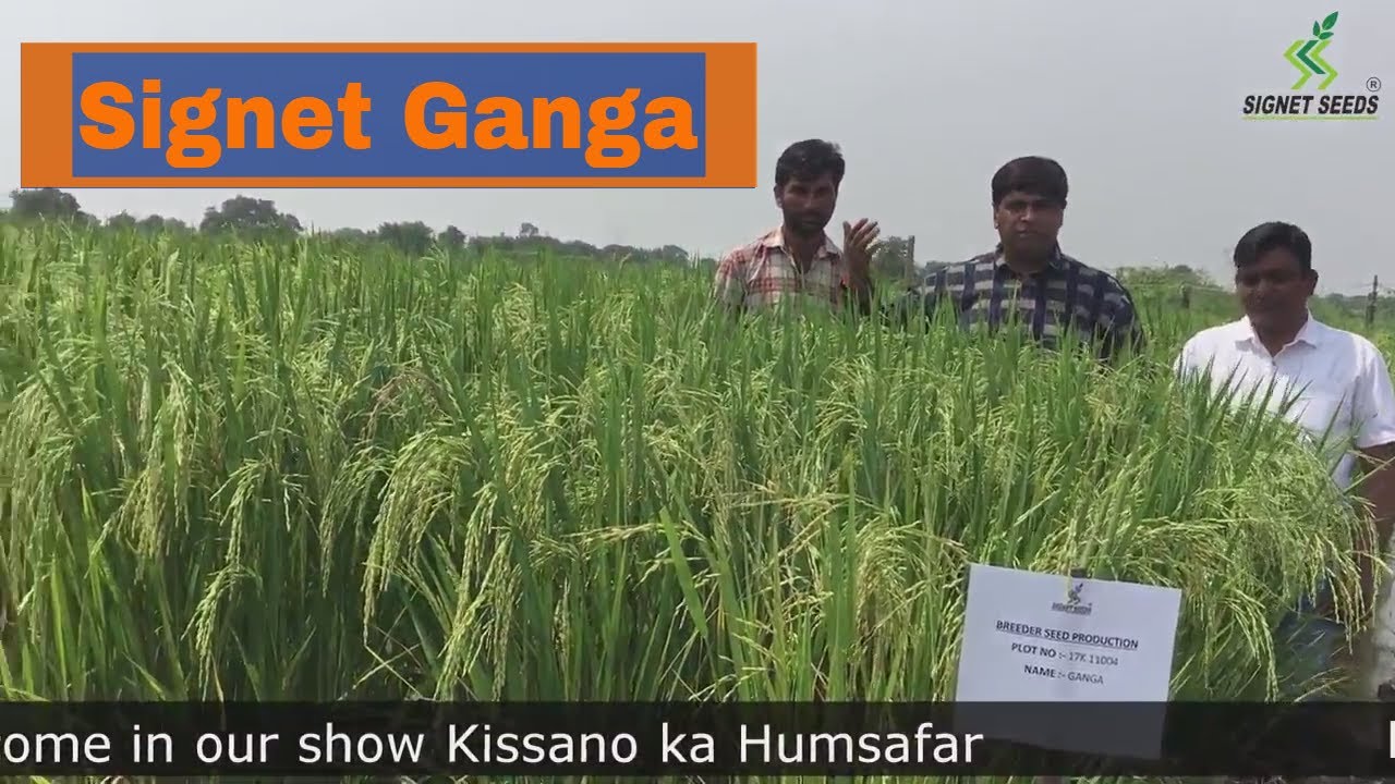 Signet Ganga (Signet-54) | A popular rice variety of Signet Seeds | Detailed Information