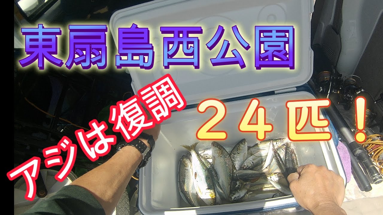 東扇島西公園、アジ復調24匹。2025.4.26~27. ブッコミトリックサビキ釣り、投げサビキ釣り。アジ２１ｃｍ、コノシロ。