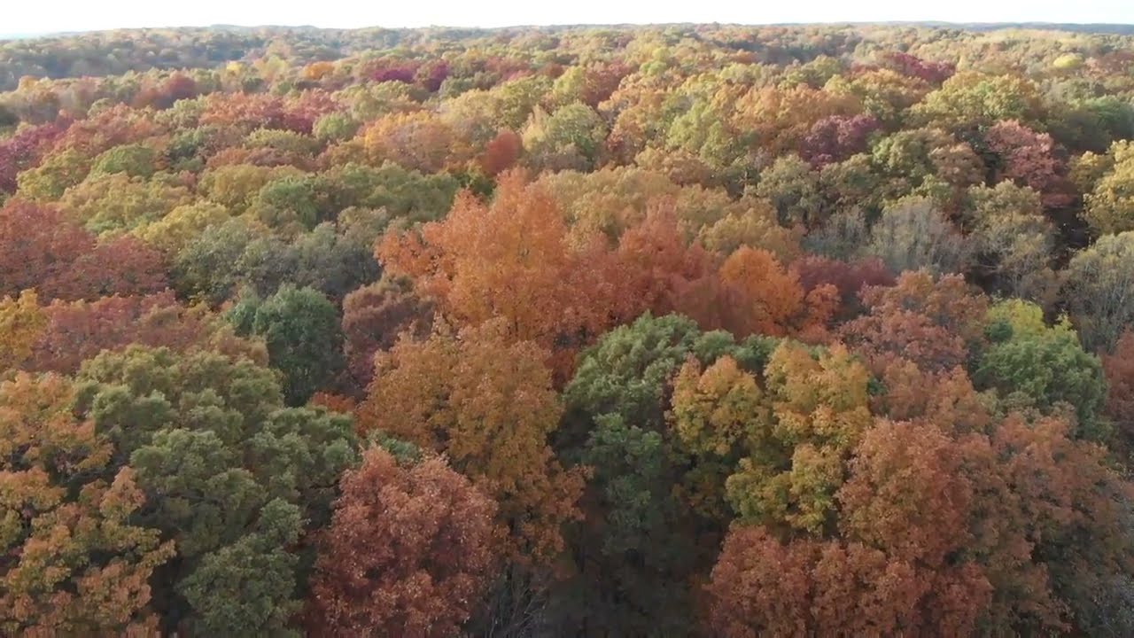 Stunning Autumn Colors In The Allegheny Mountains