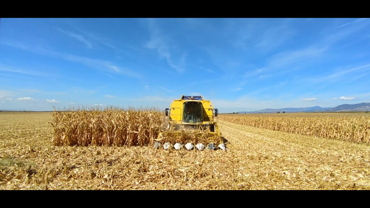 NEW HOLLAND TX66 CORN HARVEST - ΣΥΓΚΟΜΙΔΗ ΚΑΛΑΜΠΟΚΙΟΥ 2020