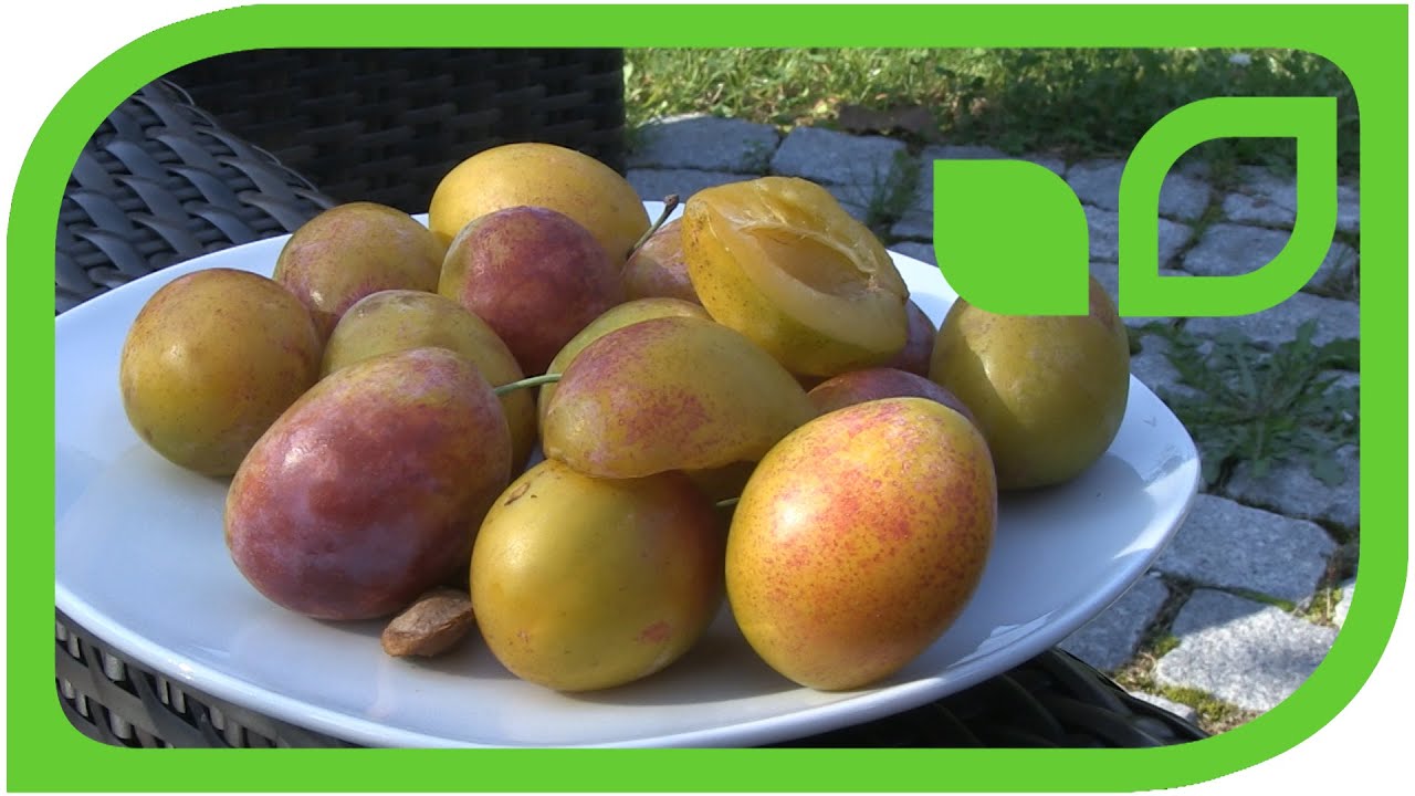 The yellow plum Aprimira