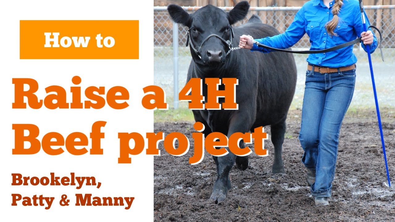 4H Beef club | Preparing for spring beef show