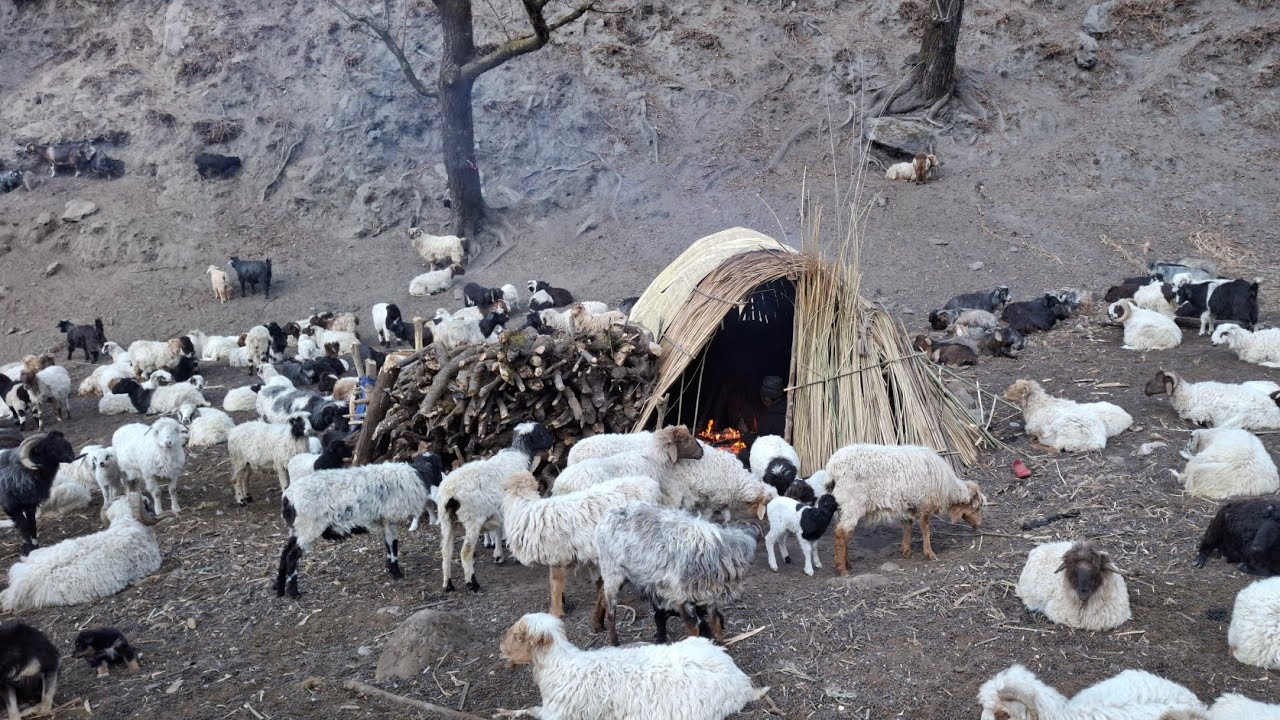 This is Himalayan Shepherd Village Life of Nepal | Most Peaceful And Relaxing Life | Village Life 1