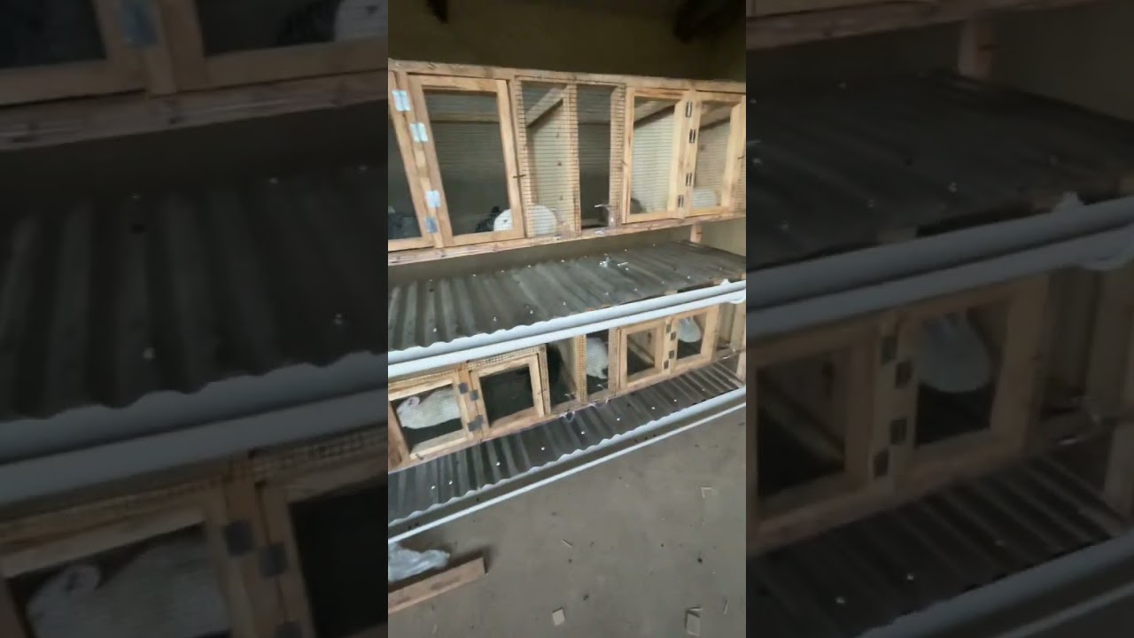 Building Rabbit Cages
